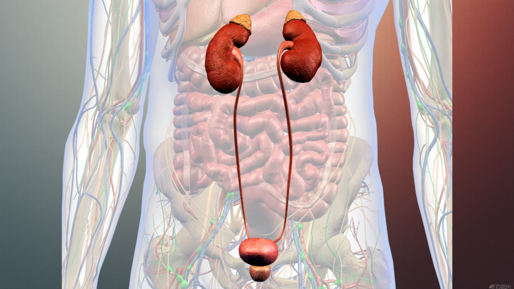Illustration showing the male urinary and reproductive system highlighting internal organs associated with spermatorrhea causes