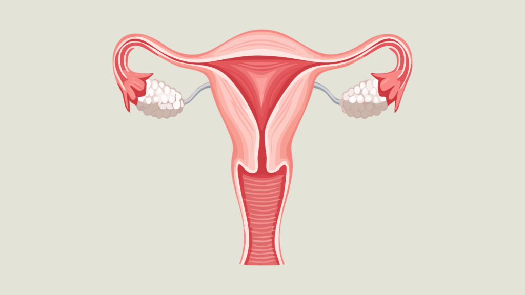 Illustration showing reproductive system related to causes of nocturnal emissions